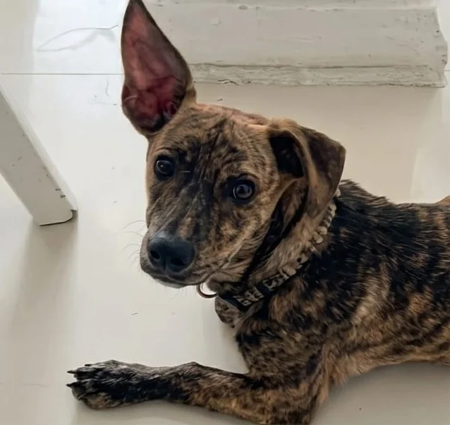 Mascota ENC-000002